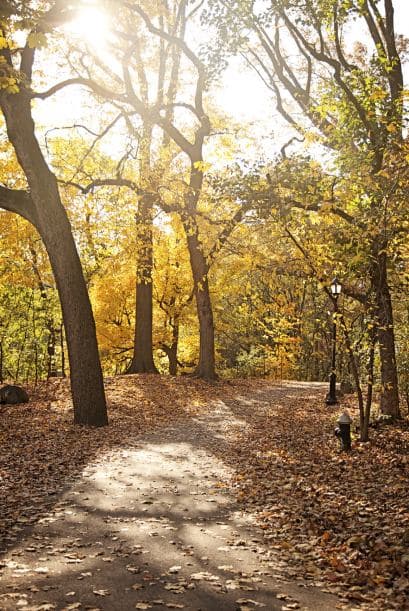 La cereza del postre: subir a un nido de pájaros de tamaño humano y ver el mundo desde la perspectiva de un ave.