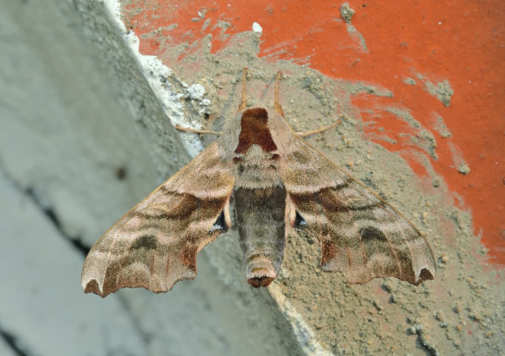Como ves, no se trata de una "mariposa maldita" o una que presagie muertes o mala suerte. Simplemente es otra bella criatura de la madre naturaleza a la cual debemos conocer y respetar, para no terminar eliminando como tantas especies ha destruido el ser humano.