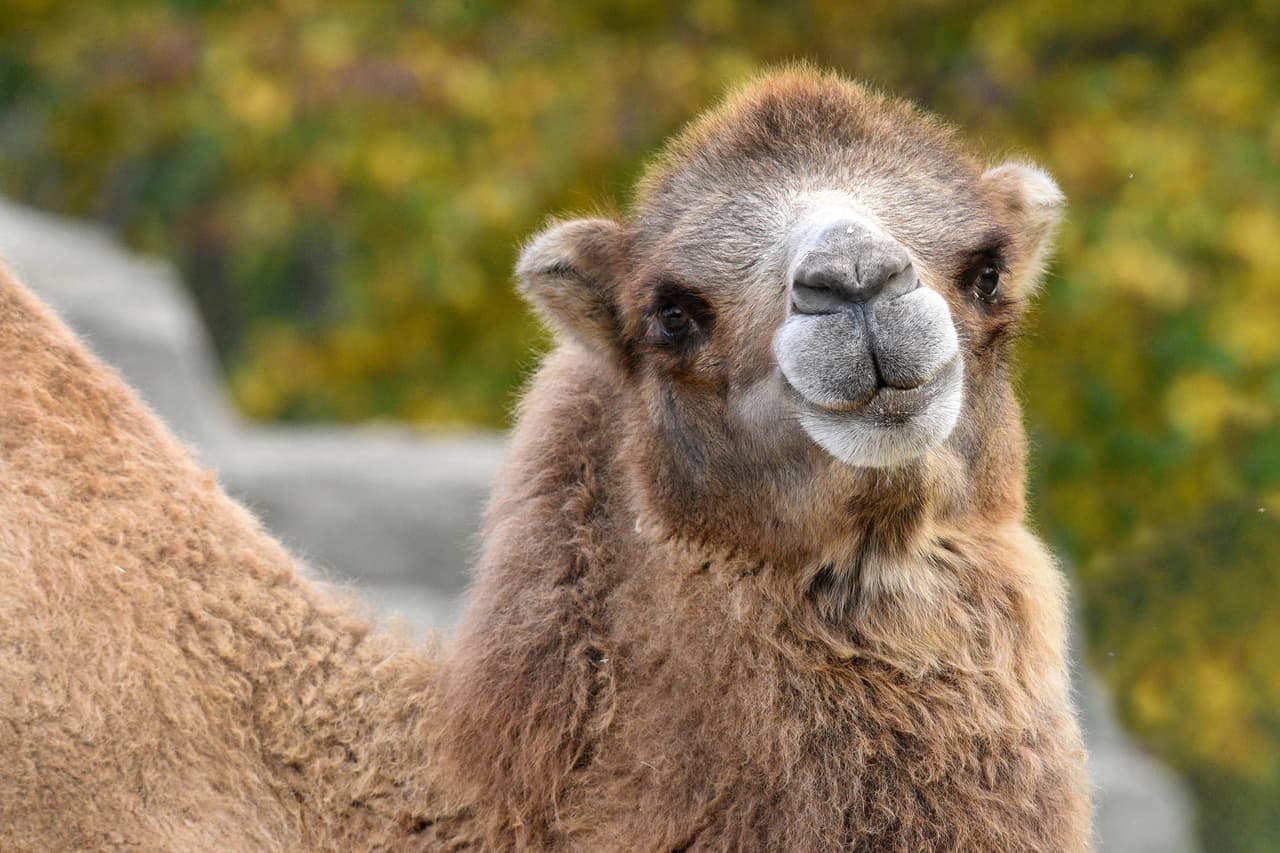 El camello bactriano, el miércoles 29 de diciembre.