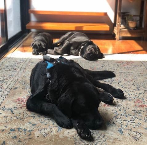 Lázaro, Rita y Lola son los otros integrantes de la familia de la hermana mayor de Ludwika Paleta.