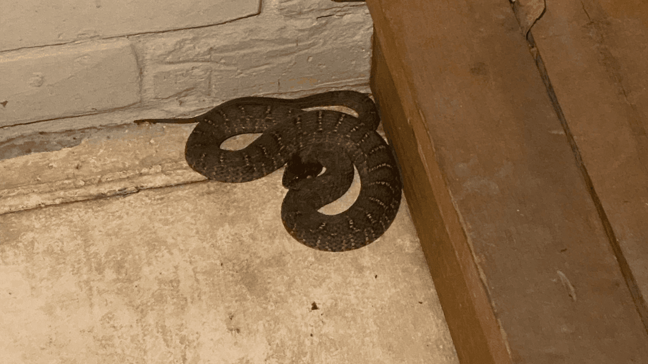 Cuando las serpientes se meten a una casa, suelen buscar esos rincones o lugares donde sienten calor. Pero hay que estar atentos, no siempre es así.
<br>