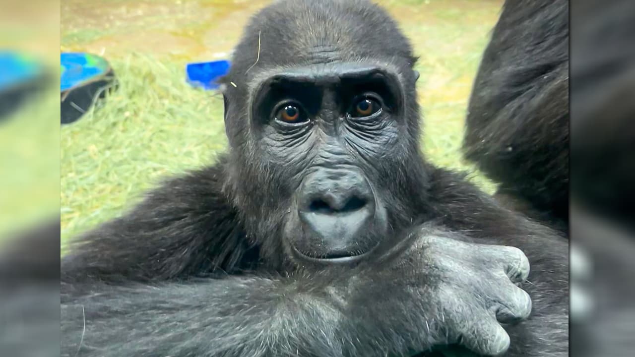 ¡Ops! La gorila Georgia se coló en nuestra galería para saludarlos a todos.