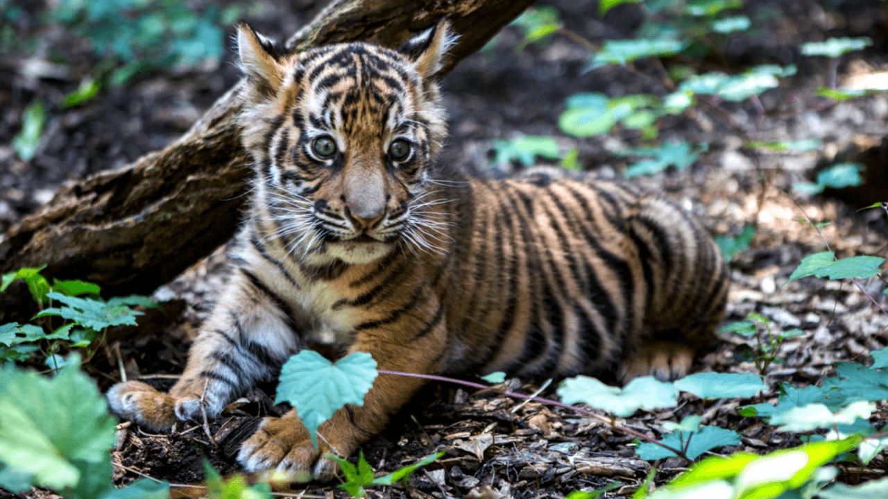 El tigre de Sumatra es una de las subespecies más raras.