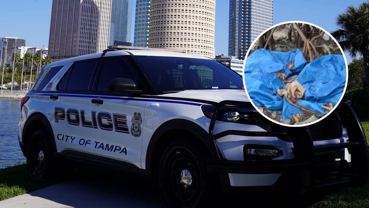 Hallan cadáver en manglares: investigan si se trata de mexicano reportado como desaparecido