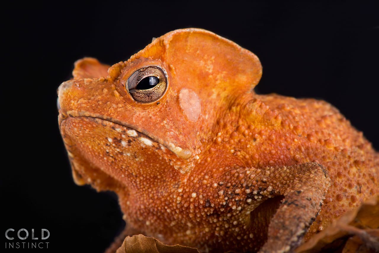 Un 
<i>Rhinella Lescurei,</i> o ‘sapo escudo de hoja’ de Guyana. Originario de Surinam y se puede encontrar en el norte de Brasil.