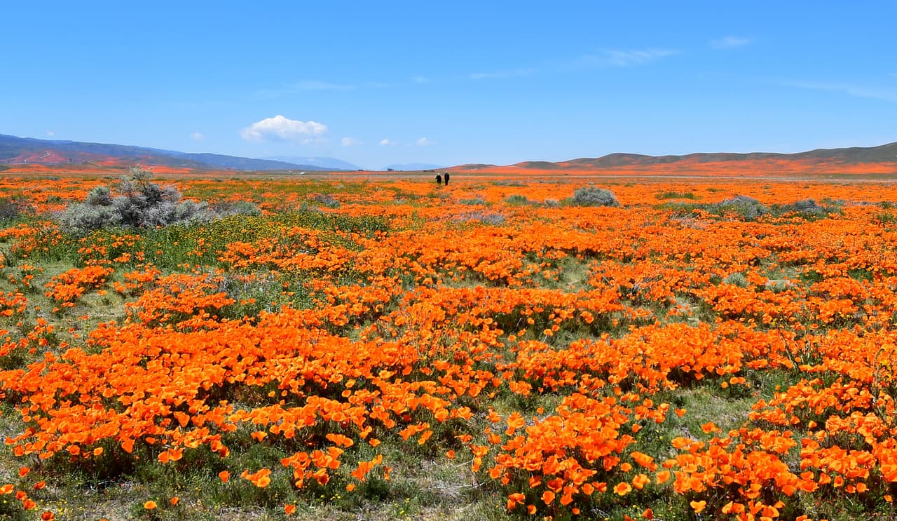 Cada primavera las montañas de 
<a href="https://www.univision.com/temas/california">California</a> se llenan de vida con las sorpresas estacionales de las flores silvestres que cubren sus laderas de diversos colores.