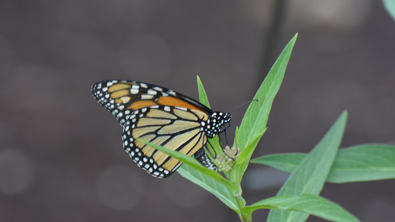 Una mariposa monarca en el jardín de Debbie Kostolansky. Además de la planta de algodoncillo, su principal fuente de alimento, las mariposas necesitan plantas ricas en néctar para completar su viaje.