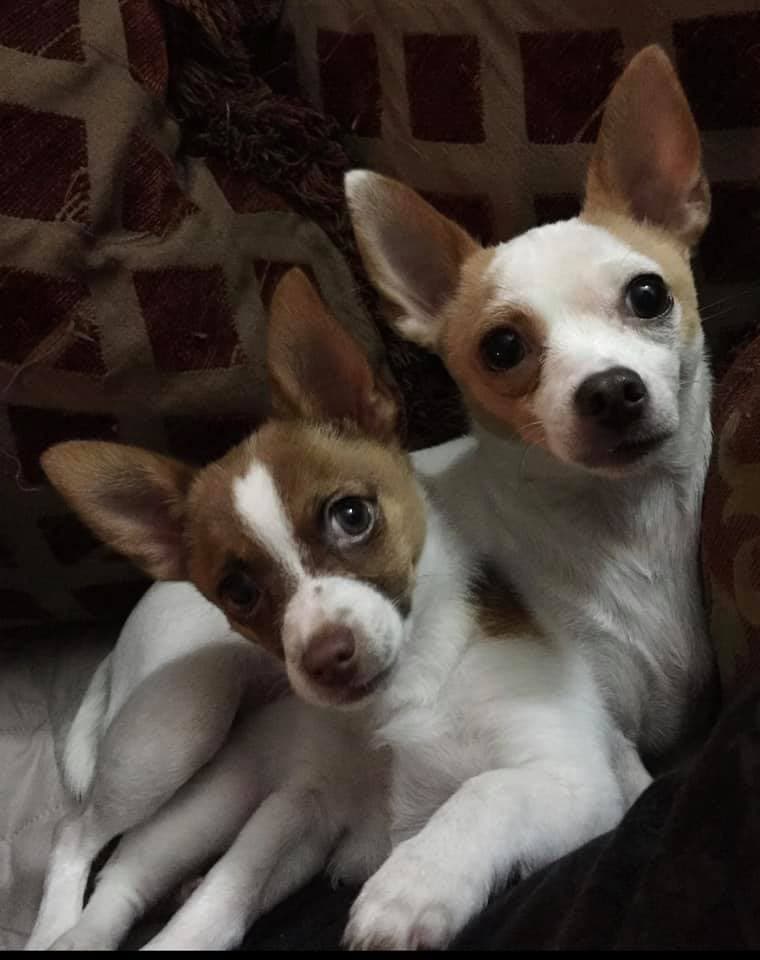 "Mis bebés peludos 😍🐶🐶😘" Gladys Olear