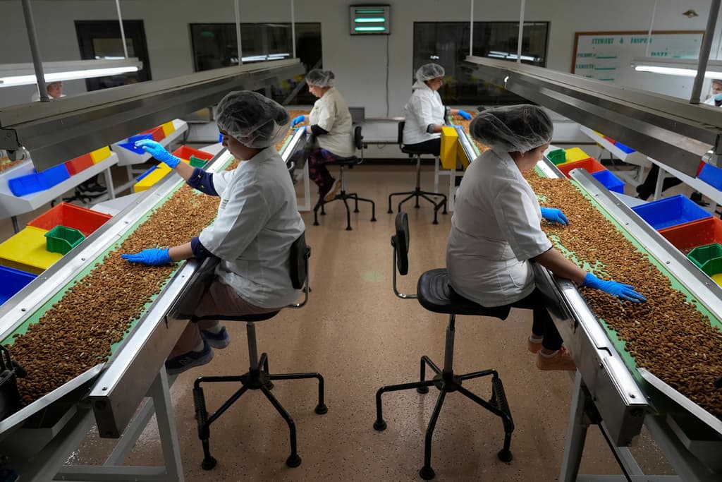 India y la Unión Europea acapararon cerca de la mitad de toda la producción de almendras de EEUU en 2022, de acuerdo con State Farm.