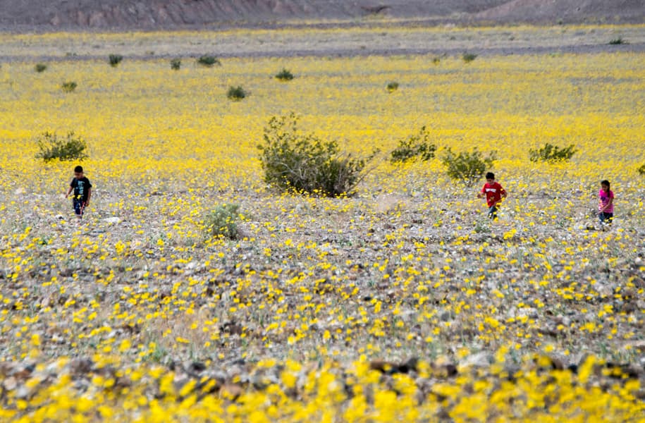 Superfloración trae vida al Valle de la Muerte en California