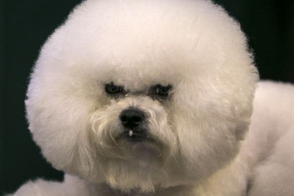 Además del cepillado el corte adecuado es indispensable.