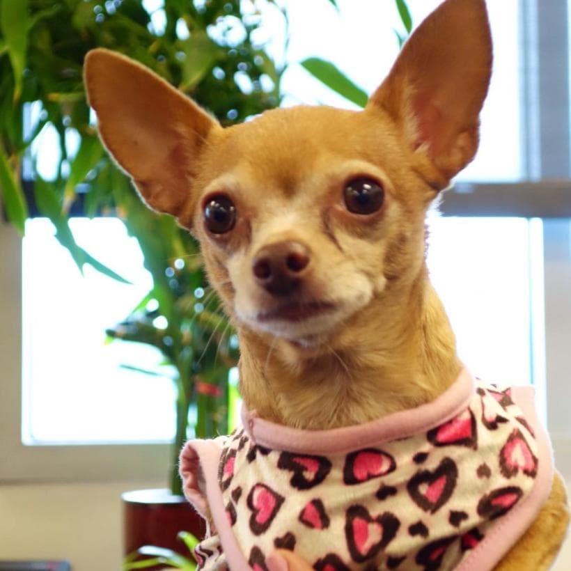 Honey Berry falleció el pasado jueves 7 de enero. La noticia estremeció al equipo de Despierta América, puesto que todos vivieron aventuras junto a ella.