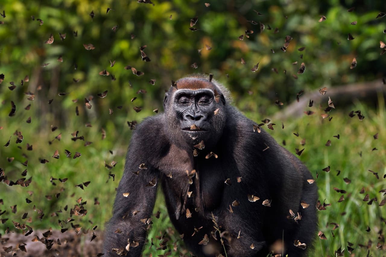 <b>'Malui'</b>
<br>
<br>Esta fotografía de un gorila caminando a través de una nube de mariposas ganó el ‘gran premio’ del concurso. Malui, como fue llamado el gorila, vive en una reserva de República Centroafricana.
<br>
<br>“Las imágenes capturadas para la competencia inspiran asombro e invitan a la exploración del increíble mundo que nos rodea”,
<a href="https://www.nature.org/en-us/" target="_blank">explica la organización</a>.
<br>
<br>
<br>