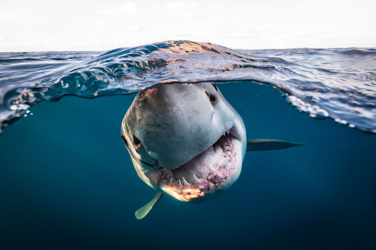 <b>‘Un gran tiburón blanco de 3.5 m se acerca con curiosidad a mi objetivo’</b>
<br>
<br>Esta imagen fue finalista en la categoría ‘retratos’ del premio. “Este concurso tiene como objetivo celebrar la fotografía submarina en todas sus formas y estamos encantados de que muchas de las imágenes premiadas de este año provengan de los propios países de los fotógrafos, incluso desde algunas piscinas”, dijo Alex Mustar, uno de los jueces.
<br>