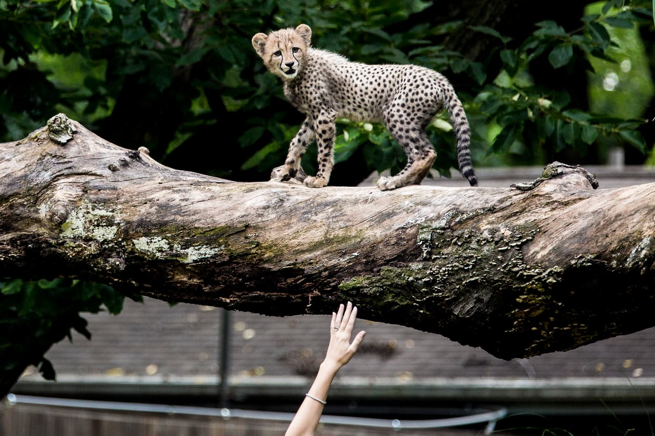 Los hermanos mayores se relajan en ramas, observando y aprendiendo a cazar