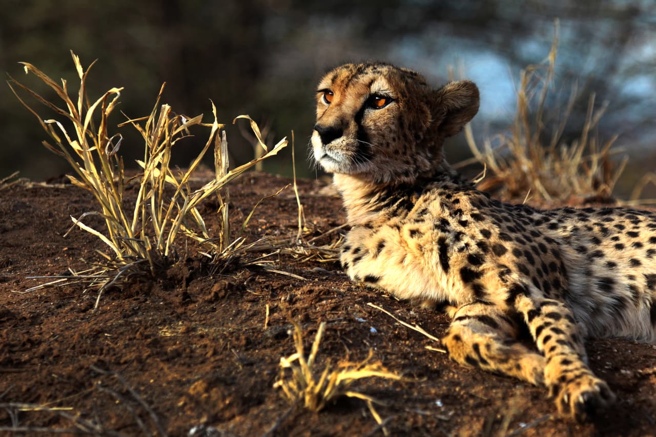 Ahora sólo espera a que llegue el momento en que papá-lince tome la batuta y sea su turno de encargarse de los pequeñines.