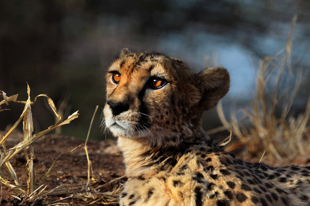 "¡Que ya llegue su padre!", piensa ella.