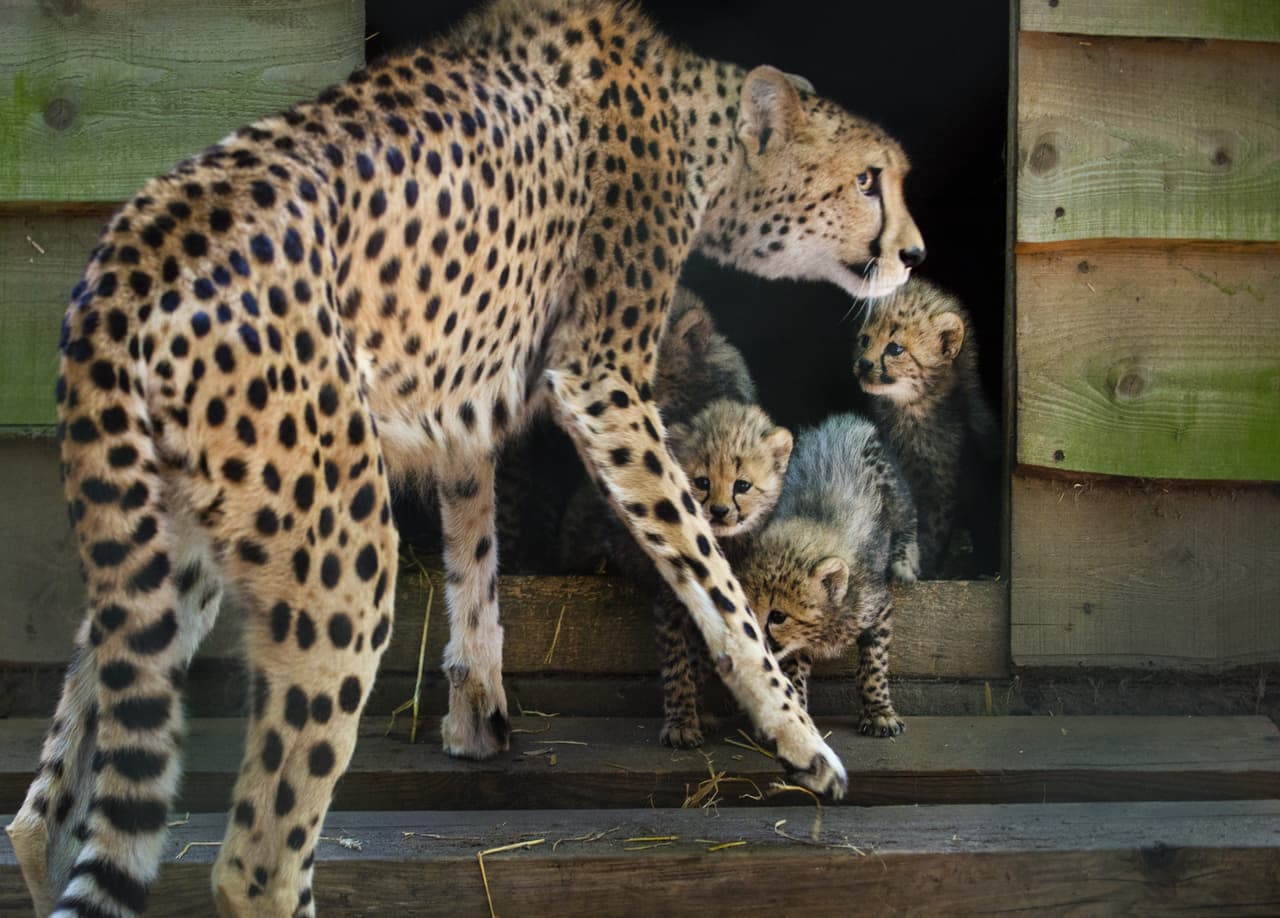 Así de increíble luce una familia de linces cuando son protegidos.