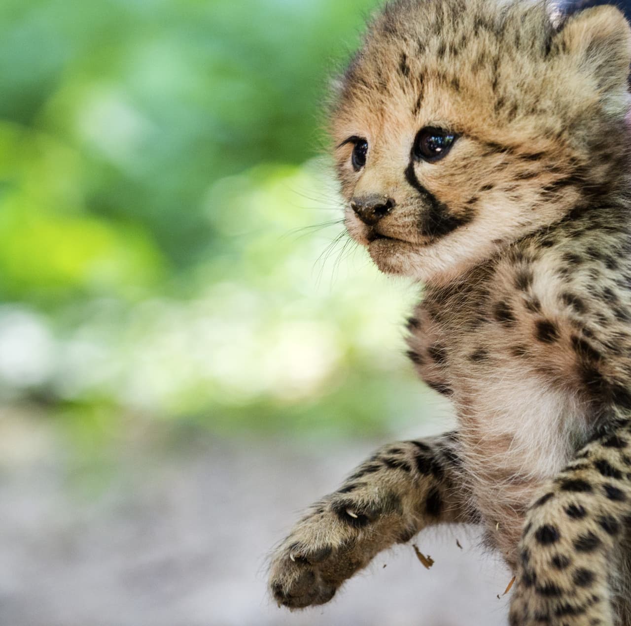 Ella ya se ve un poco exhausta después de pasar el día con su trío de traviesas crías.