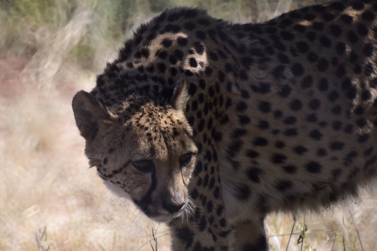 Y así lo hizo ella, pues esta feroz madre tiene tiempo para cuidar a todos.
