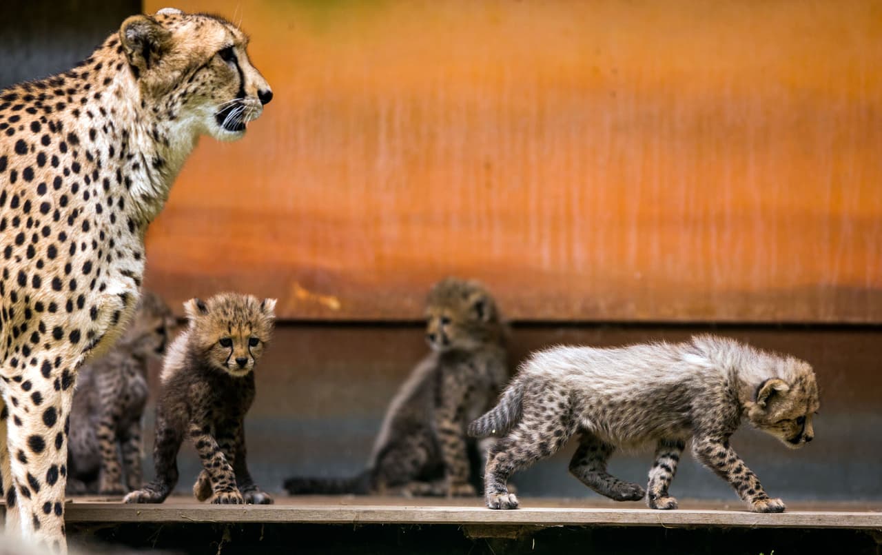 Y la mamá protege a sus crías de cualquier posible ataque o cazador.