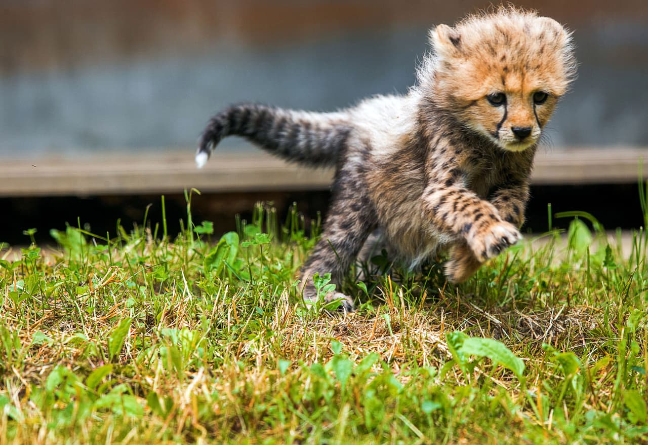 Además, ¿quién va a querer enfrentarse a uno de los ‘gatos’ más rápidos del mundo?