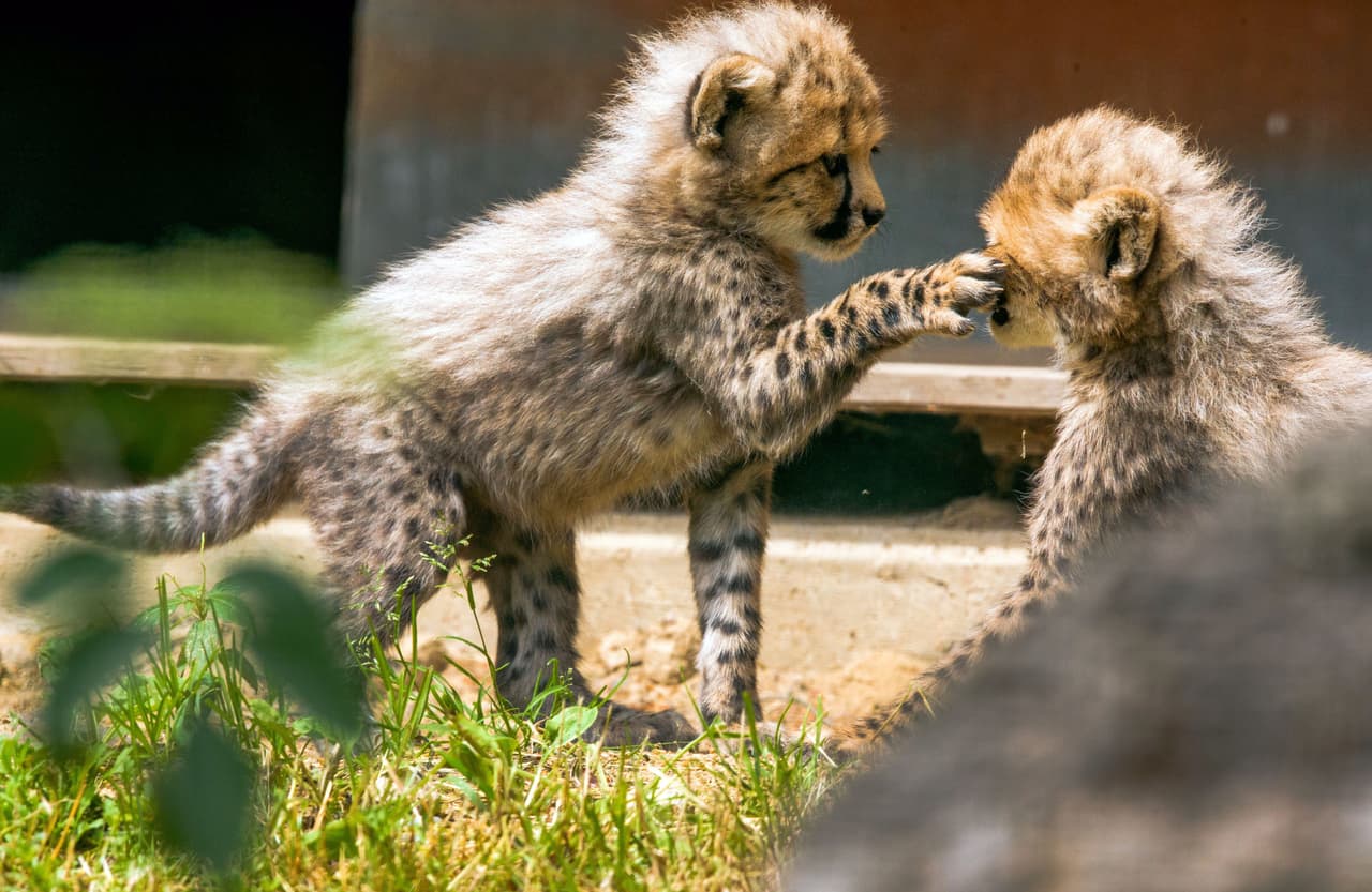 Los pequeñines juegan sin temor, eso lo hemos podido ver en zoológicos
