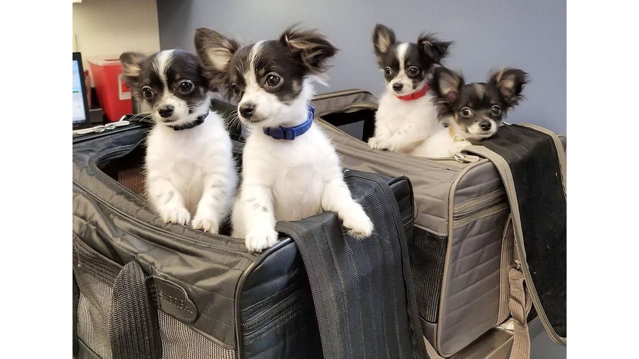 Al chihuahua Bruce en su cuenta de Instagram se le ve viviendo con sus cuatro clones.