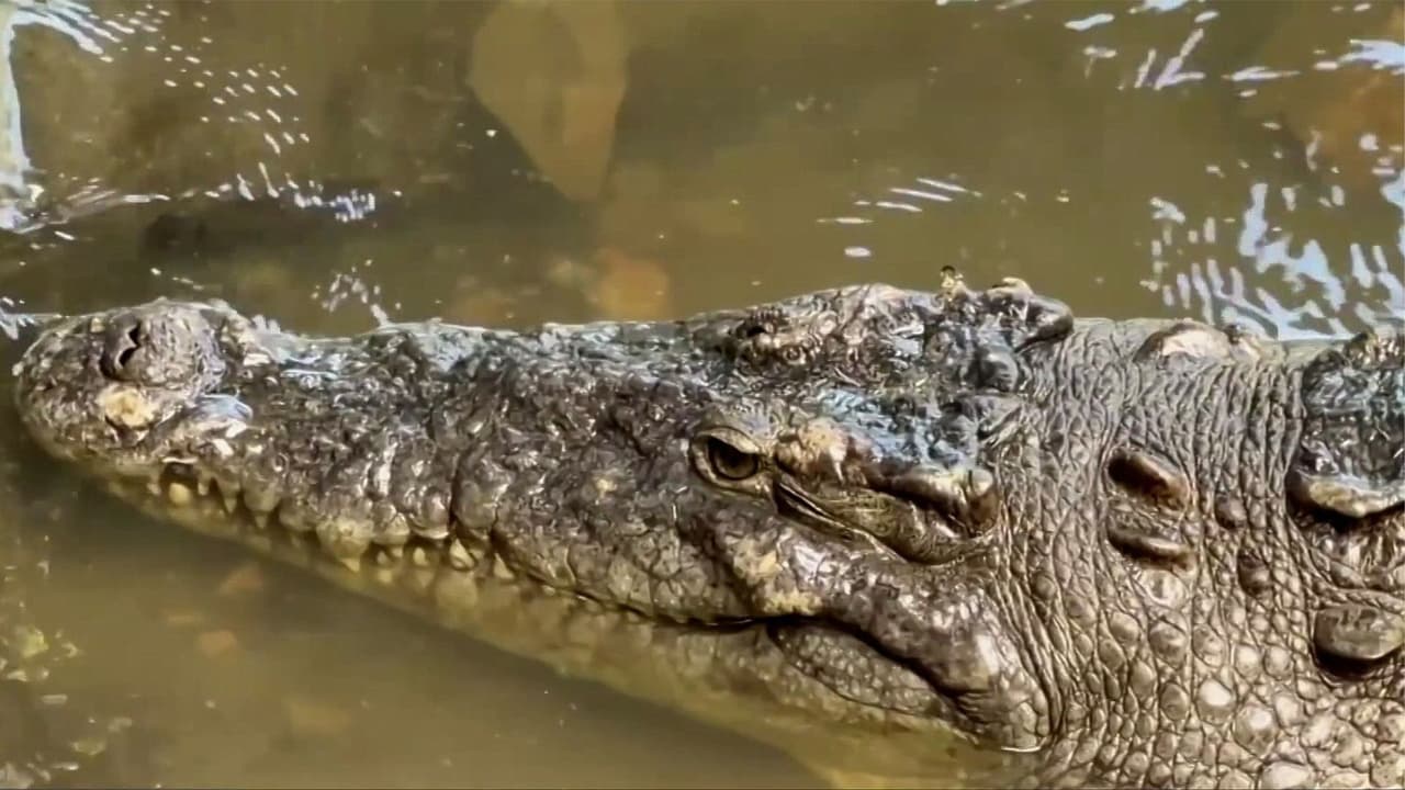 Cocodrilos escapan y son vistos en una playa de México: Causan alarma entre turistas