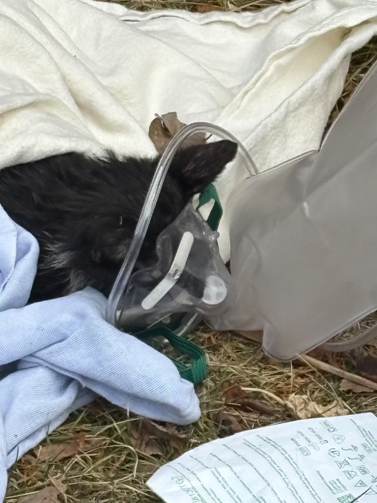 Los equipos de emergencia utilizaron máscaras de oxígeno especiales para mascotas y lograron reanimar a varios felinos, sin embargo, algunos fallecieron por inhalación de humo.