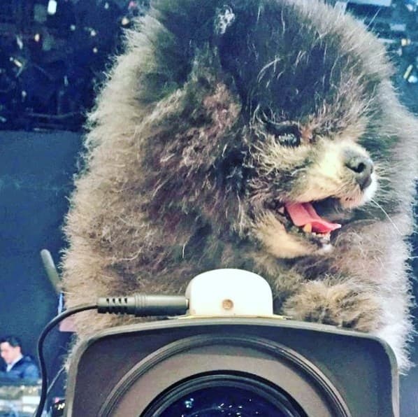 Raúl Araiza compartió esta imagen en sus redes sociales para presentar a sus seguidores a Manola.