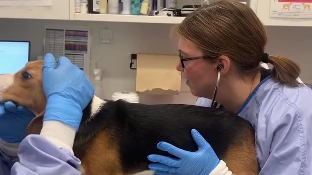 Los 25 perros rescatados tienen entre
<b> 10 meses y 3 años de edad</b>, qué, serán evaluados por los equipos médicos y de comportamiento de PAWS Chicago. 
<br>
<br>Esta acción forma parte de un esfuerzo coordinado más amplio para salvar hasta 
<b>1,500 beagles de dicho criadero.</b>