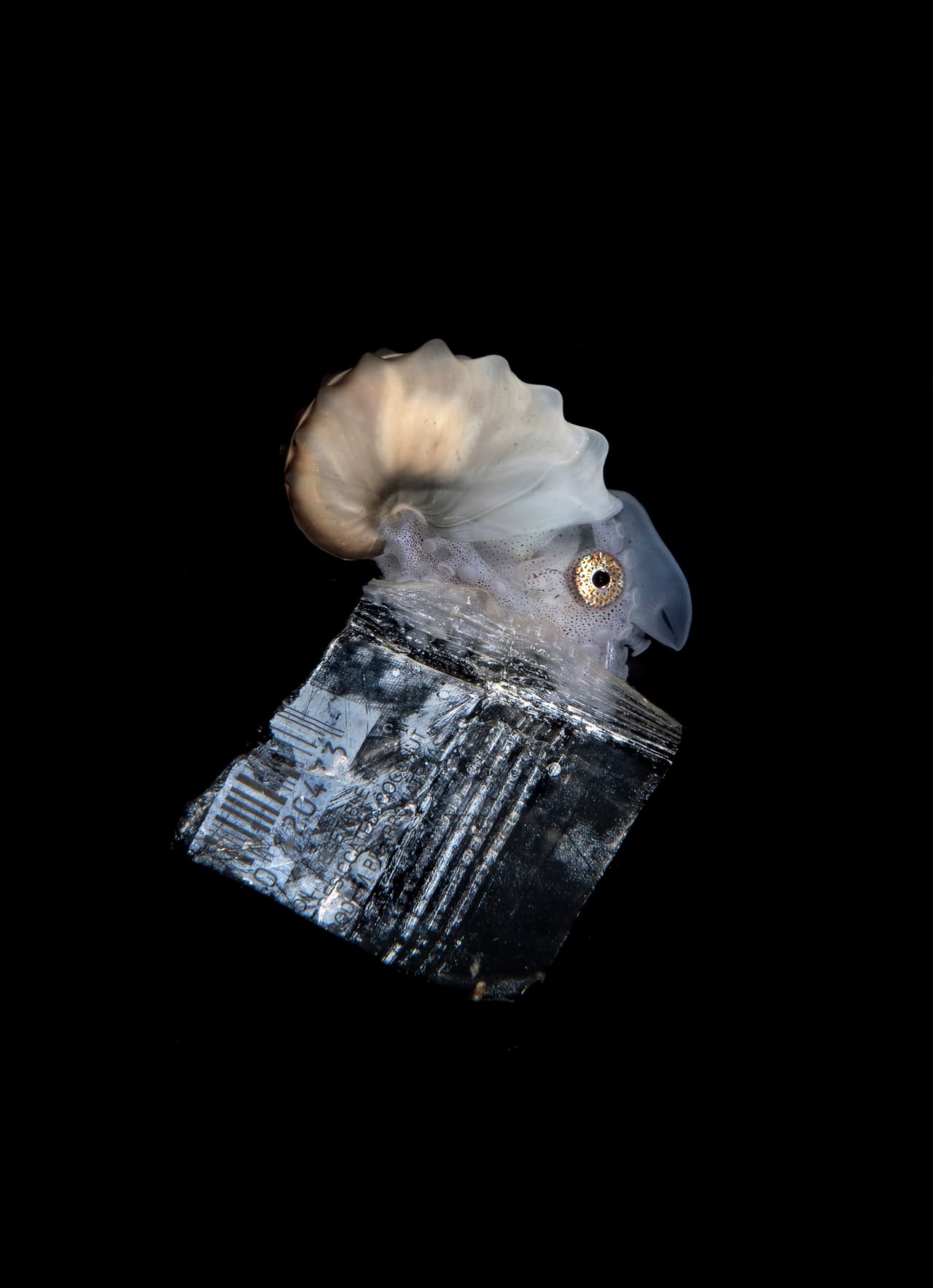 Un ‘nautilus de papel’ hembra, una especie de pulpo también conocido como ‘argonautas’, se desplaza sobre un pedazo de basura en Anilao, Filipinas. Tercer lugar en la categoría ‘conservación’.