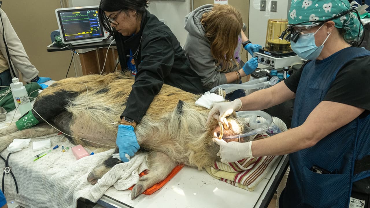 Un cerdo Kunekune, especie nativa de Nueva Zelanda, fue evaluado y sus colmillos limpiados.