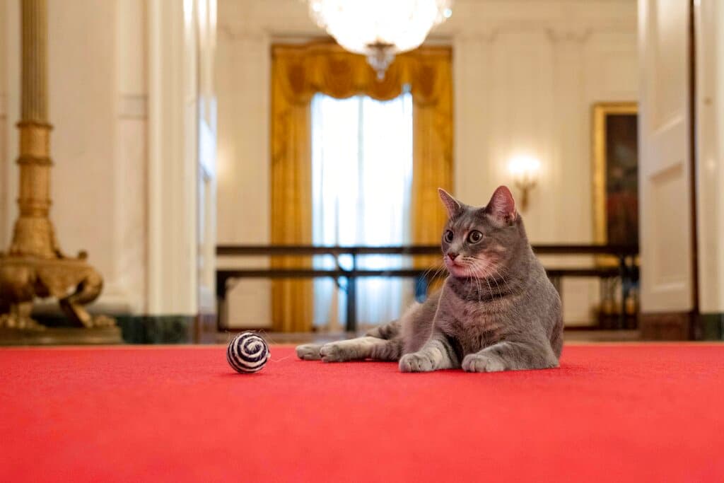 Estas son
<b>las primeras imágenes del felino en su nueva casa</b>, tomadas este miércoles 27 de enero en el interior de la residencia presidencial en Washington.