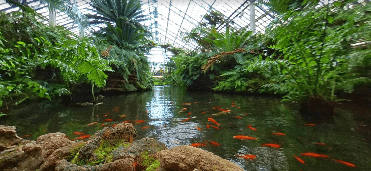 N'uestra colección está en constante evolución. Adquirimos nuevos especímenes, creamos nuevos híbridos y nuestro Show House cambia varias veces al año."