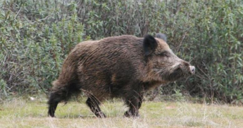 Una mujer de 58 años de edad fue mordida por una jabalina mientras sacaba la basura el martes por la noche en Tucson.