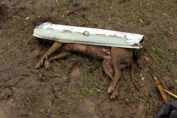 Sin embargo, algunos no corrieron con tanta suerte.