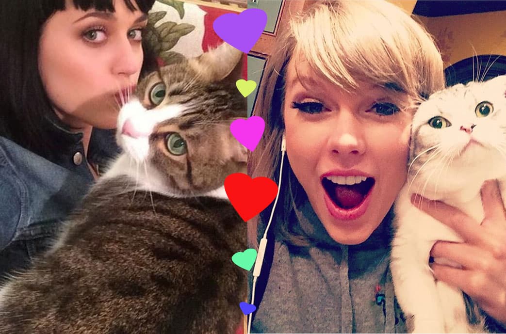 Hay celebridades que están obsesionadas por los gatitos.