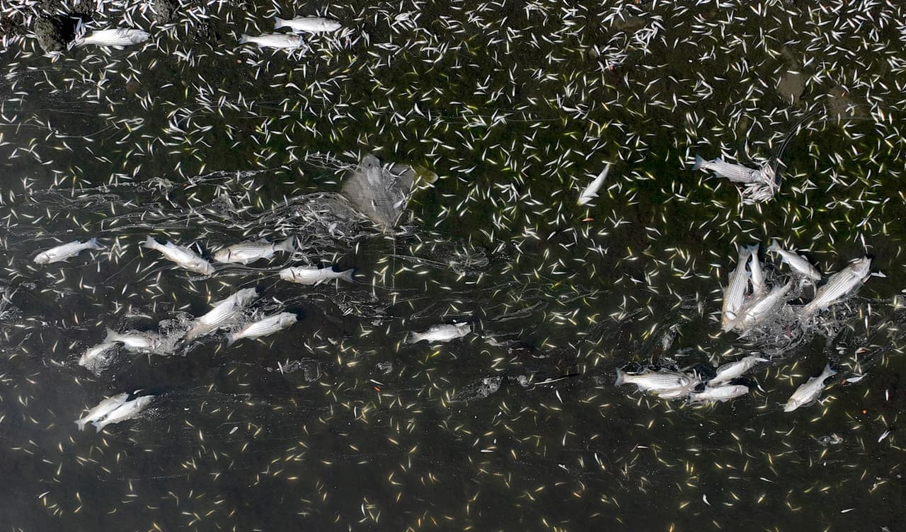 Las agencias ambientales realizaron una conferencia de prensa el lunes por la tarde para informar sobre esta floración de algas.