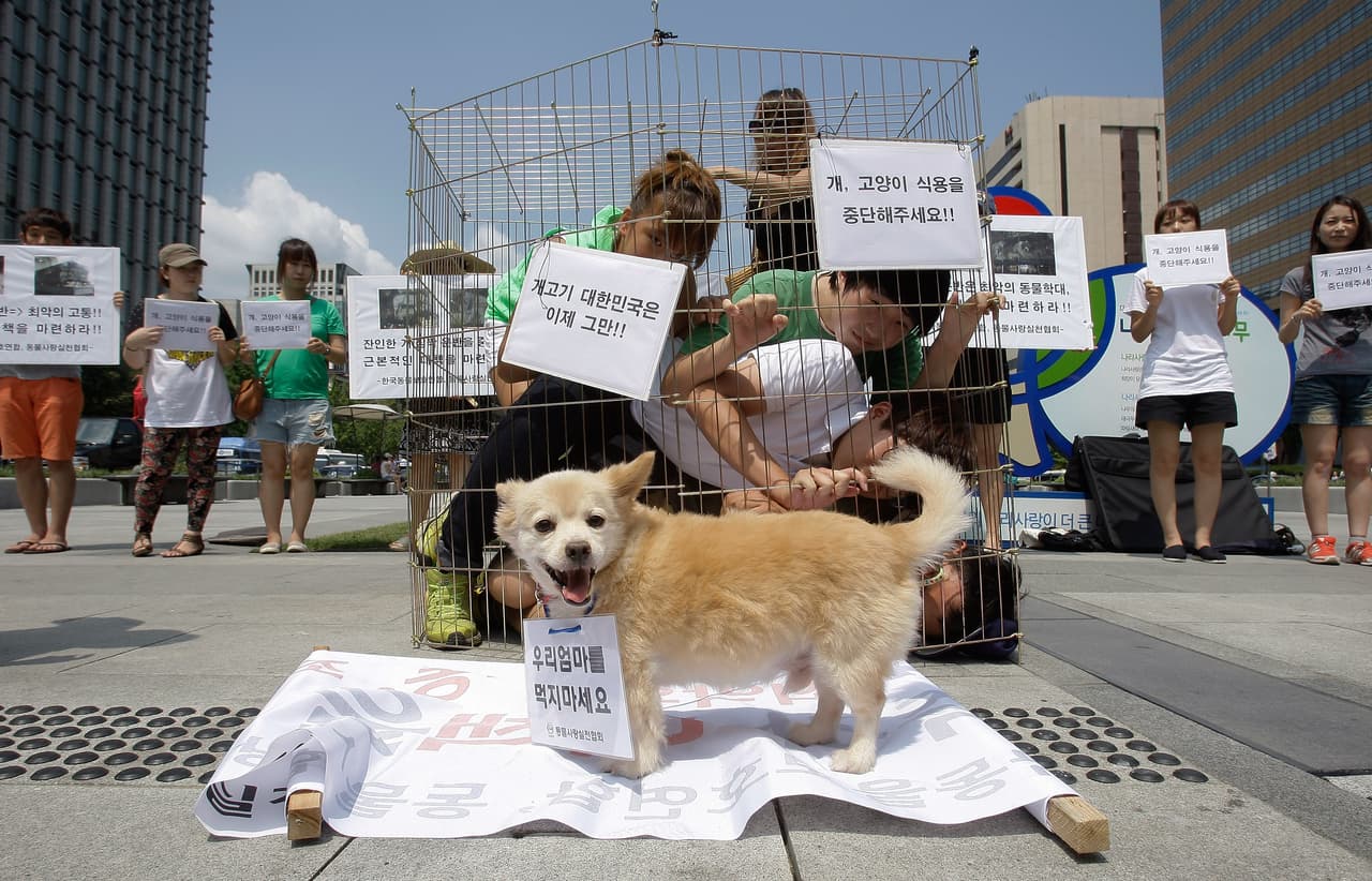 SEOUL, SOUTH KOREA - AUGUST 07: Members of Coexistence for Animal Rights confine themselves in a cage as a protest against eating dog meat on August 7, 2012 in Seoul, South Korea. Dog meat is a traditional dish in Korea dating back to the Samkuk period (period of the three kingdoms BC 57 - AD 668), and July 15 is the day on which some South Koreans eat dog meat in the belief it will help them endure the heat of the summer months. (Photo by Chung Sung-Jun/Getty Images)