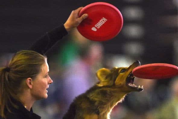 La feria de habilidades para mascotas 'Hund and Katze' se realiza en Dortmund, Alemania cada año, para que perros y gatos demuestren las mejores cosas que saben hacer.