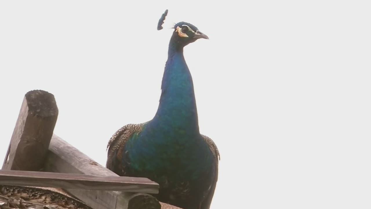 Una pareja de Iowa ofrece una solución a la guerra de los pavos reales en Florida