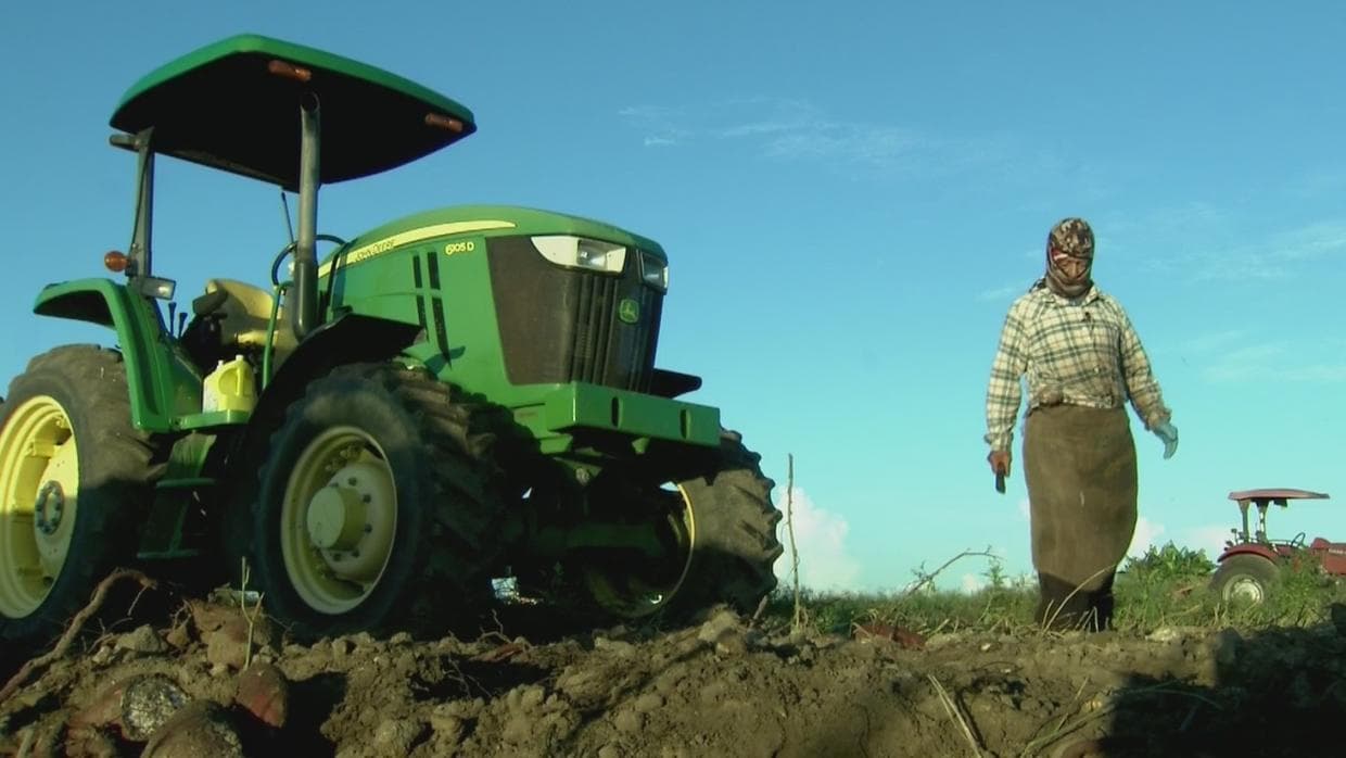 Undocumented workers face serious consequences of prolonged exposure to high temperatures