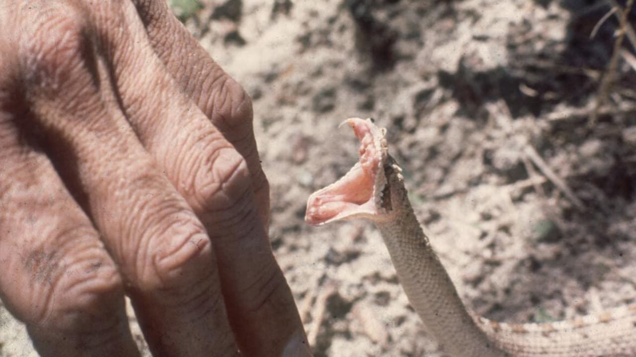 Día Nacional de las serpientes: te decimos cuáles son las más comunes en Houston 