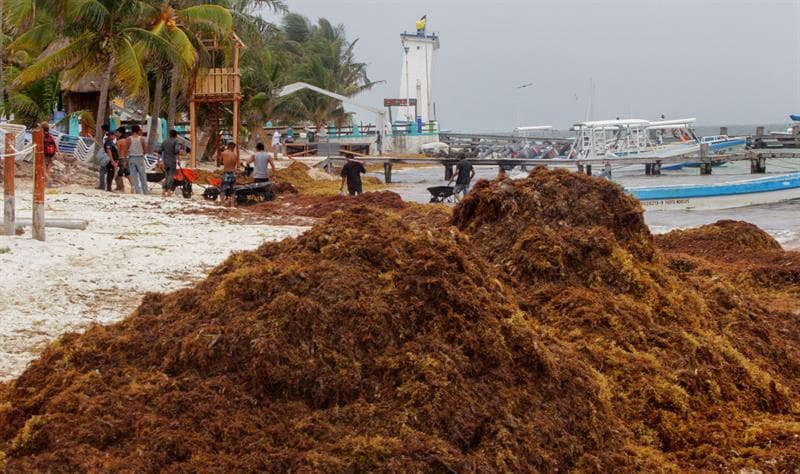 Más de 30 países afectados por el sargazo Esteban Amaro, de la Red de Monitoreo del Sargazo de Cancún comentó que el sargazo afecta las costas de más de 30 países sobre todo en las costas de Cuba, Islas Turcas y Caicos, Inagua, Las Bahamas, Jamaica, Gran Caimán, Haití, República Dominicana, Puerto Rico y Honduras.