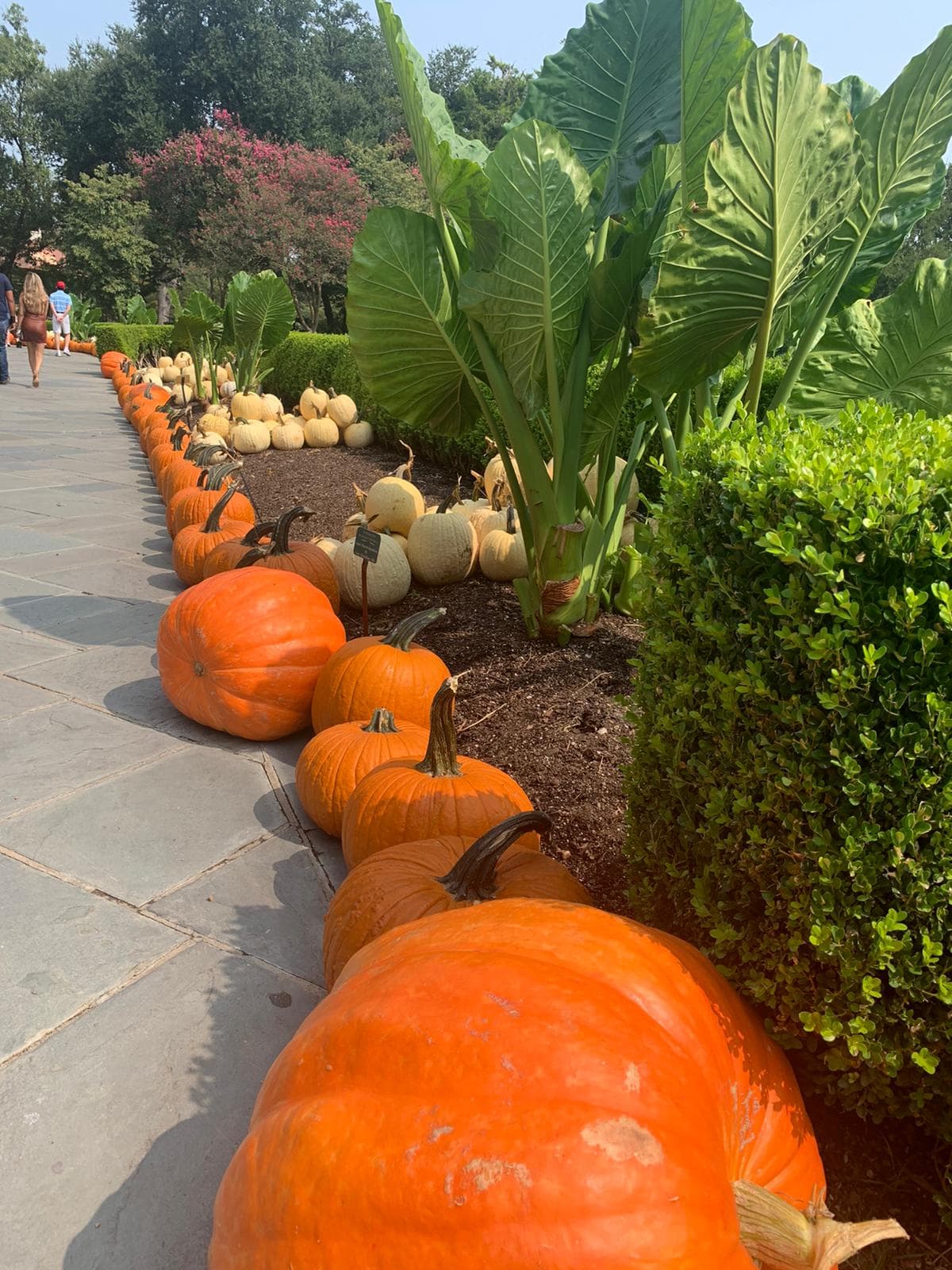 Algunas de las medidas de seguridad que están implementando en el parque incluyen: usar mascarillas al entrar, ya una vez adentro del jardín es opcional traer las mascarillas puestas.