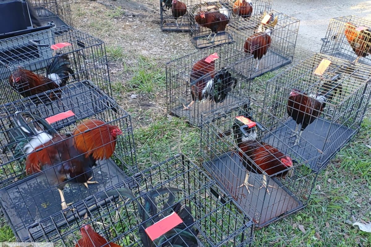 El alguacil pidió a la población que si ve un animal que es maltratado de inmediato hable a la policía porque esto podría llevar a algo más grave. "Quien esté dispuesto a lastimar a un animal es capaz de lastimar a otro ser humano", argumentó.