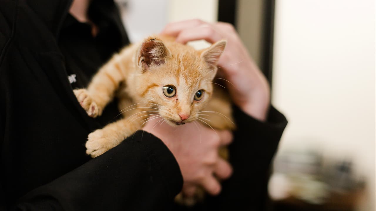 El gatito sufrió algunos rasguños y golpes, pero ya está bajo el cuidado de 
<a href="https://www.univision.com/local/houston-kxln/videos-captan-casos-separados-de-abuso-animal-en-houston-video">veterinarios de Houston SPCA</a>.