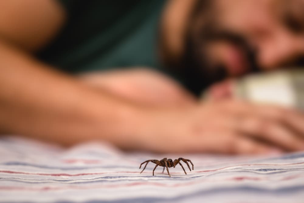 <h3 class="cms-H3-H3">Soñar que tienes un piquete de araña </h3>
<br>Verte en tu sueño con una picadura de araña suele significar que has descubierto algo que se te estaba escondiendo. 
<br>